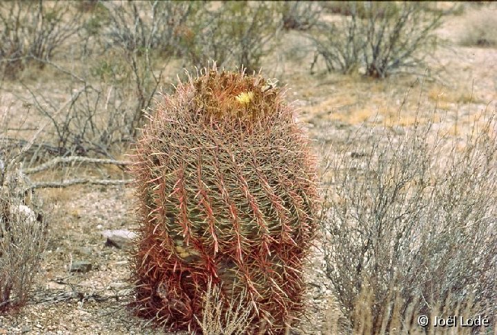 Ferocactus acanthodes Hackberry Az ©JL-017